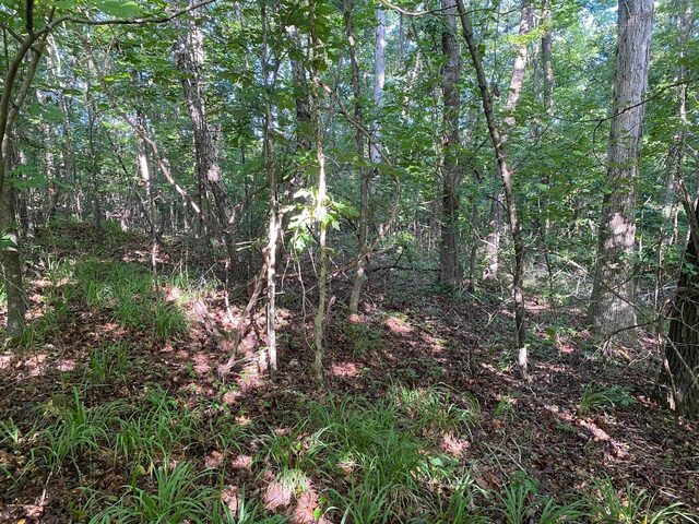 Country Woods
