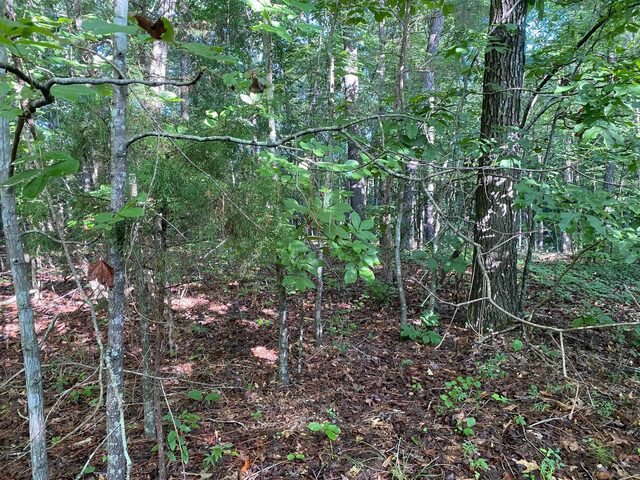 Country Woods